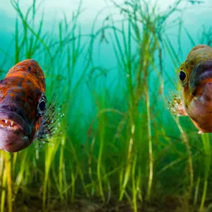 Cunner (Tautogolabrus adspersus) pair in Eelgrass (Zostera marina) bed