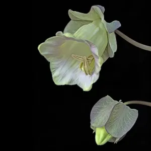 Cup and saucer plant (Cobaea scandens), bud and opening flower. Cultivated plant. Focused stacked Cup and saucer plant (Cobaea scandens), bud and opening flower. Cultivated plant. Focused stacked
