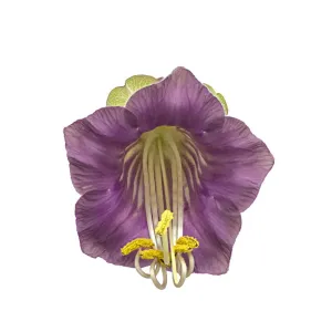 Cup and saucer plant (Cobaea scandens) with stamens contracting Cup and saucer plant (Cobaea scandens) with stamens contracting