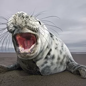 Curious juvenile Grey seal (Halichoerus grypus) Donna Nook, Lincolnshire, England