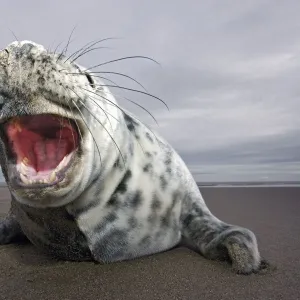 Curious juvenile Grey seal (Halichoerus grypus) Donna Nook, Lincolnshire, England