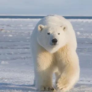 Polar Bear Print, 300-400 lb Subadult Polar Bear Print, 300-400 lb Subadult