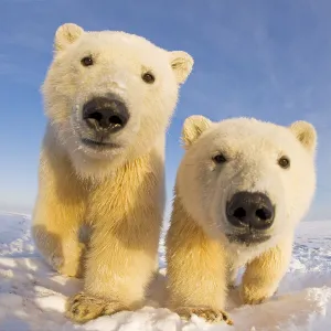 Two curious young Polar bears (Ursus maritimus), Barter Island