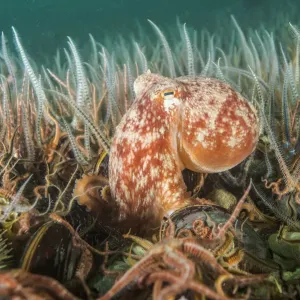 Curled octopus (Eledone cirrhosa) amongst a horse mussel bed (Modiolus modiolus) Shetland Curled octopus (Eledone cirrhosa) amongst a horse mussel bed (Modiolus modiolus) Shetland