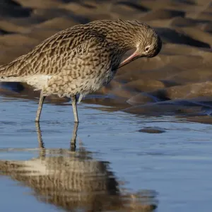 Cigüeleta (Numenius arquata) preñándose en la llanura de lodo a baja marea, Reserva Natural Nacional Lindisfarne, Northumberland, Inglaterra, Reino Unido. Enero.