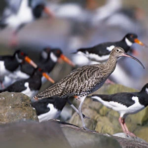 Curlew (Numenius arquata) roosting at high tide amongst Oystercatchers {Haematopus
