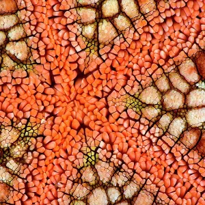 Cushion star (Culcita novaeguineae), detail, Triton Bay, West Papua, Indonesia, Pacific Ocean Cushion star (Culcita novaeguineae), detail, Triton Bay, West Papua, Indonesia, Pacific Ocean