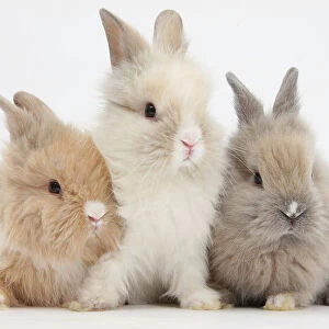 Three cute baby Lionhead bunnies in a row
