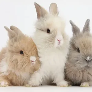 Trois lapins Lionhead adorables en bas âge alignés dans une rangée. Trois lapins Lionhead adorables en bas âge alignés dans une rangée.