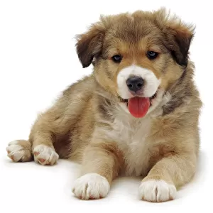 Cute Border Collie puppy lying