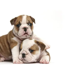 Two cute bulldog pups, 5 weeks, against white background