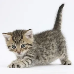 Cute playful tabby kitten, Stanley, 6 weeks old Cute playful tabby kitten, Stanley, 6 weeks old