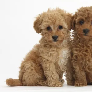 Two cute red Toy Poodle puppies, against white background