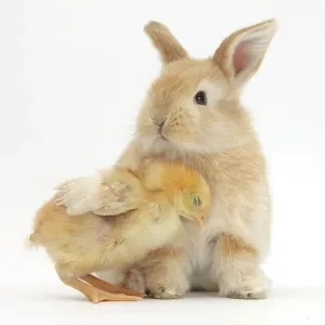 Cute sandy rabbit and yellow bantam chick, against white background Cute sandy rabbit and yellow bantam chick, against white background
