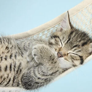 Cute tabby kitten, Stanley, 7 weeks, sleeping in a hammock