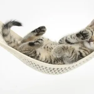 Cute tabby kitten, Stanley, 7 weeks old, lying in a hammock Cute tabby kitten, Stanley, 7 weeks old, lying in a hammock