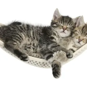Two cute tabby kittens, Stanley and Fosset, 7 weeks, sleeping in a hammock Two cute tabby kittens, Stanley and Fosset, 7 weeks, sleeping in a hammock