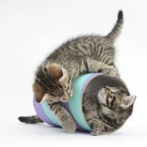 Two cute tabby kittens, Stanley and Fosset, 7 weeks, playing with a tube