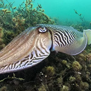 Cuttlefish (Sepia officinalis) male hovers over sea oak (Halidrys siliquosa)