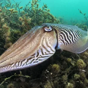 Cuttlefish Print: Male hovering over sea oak Cuttlefish Print: Male hovering over sea oak