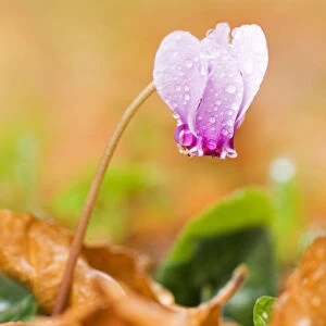 Cyclamen in flower covered in water droplets, Pollino National Park, Basilicata, Italy