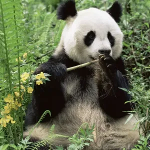 D - Panda gigante {Ailuropoda melanoleuca} NR Wolong, montañas Qionglai, Sichuan, China. D - Panda gigante {Ailuropoda melanoleuca} NR Wolong, montañas Qionglai, Sichuan, China.