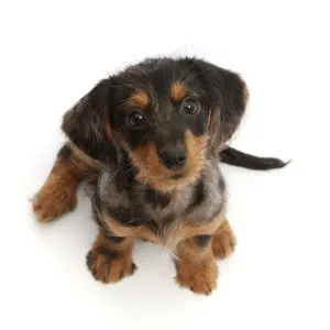 Perro dachshund x Yorkshire terrier, cachorro de 10 semanas, sentado mirando hacia arriba, retrato. Perro dachshund x Yorkshire terrier, cachorro de 10 semanas, sentado mirando hacia arriba, retrato.