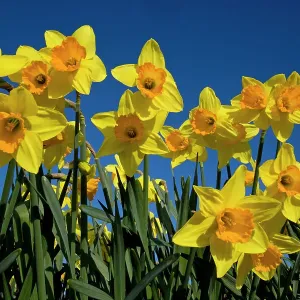 Daffodils (Narcissus sp) grown for the commercial market, Happisburgh, Norfolk, UK, March Daffodils (Narcissus sp) grown for the commercial market, Happisburgh, Norfolk, UK, March