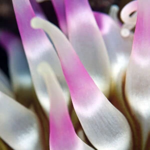 Dahlia anemone (Urticina felina) close-up of tentacles, Saltstraumen, Bod, Norway