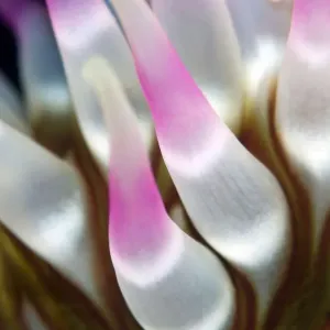 Dahlia anemone (Urticina felina) close-up of tentacles, Saltstraumen, Bod, Norway Dahlia anemone (Urticina felina) close-up of tentacles, Saltstraumen, Bod, Norway