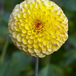 Dahlia Sunny boy flower in summer border