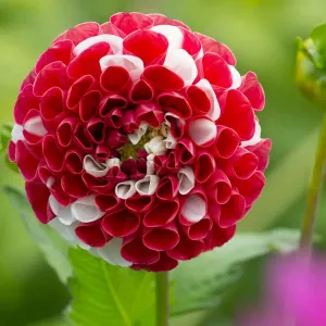 Dahlia York and Lancaster Print (Red) Dahlia York and Lancaster Print (Red)