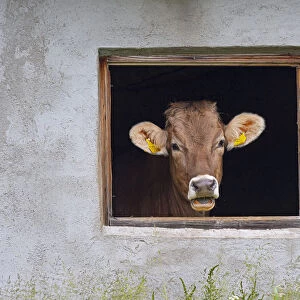 Dairy cow looking out of shed window, Seiser Alm, Dolomites plateau, South Tyrol, Italy