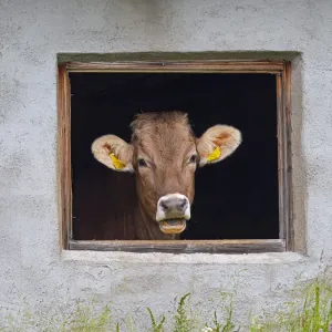 Vache laitière regardant par la fenêtre de l'étable, Seiser Alm, plateau des Dolomites, Haut-Adige, Italie. Vache laitière regardant par la fenêtre de l'étable, Seiser Alm, plateau des Dolomites, Haut-Adige, Italie.
