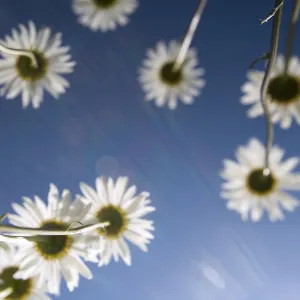 Daisies at Acadia National Park, Maine, USA