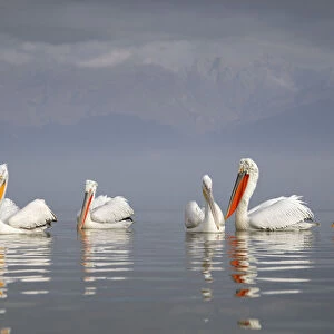 Dalmatian pelican (Pelecanus crispus) group of five resting on the lake, with mountain