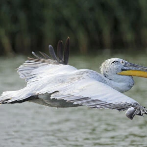 Dalmatian pelican (Pelecanus crispus) profile in flight, Danube delta rewilding area