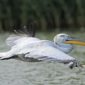 Dalmatian pelican (Pelecanus crispus) profile in flight, Danube delta rewilding area