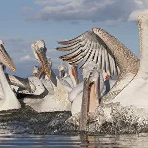 Dalmatian pelican (Pelecanus crispus) catching fish, Lake Kerkini, Macedonia, Greece