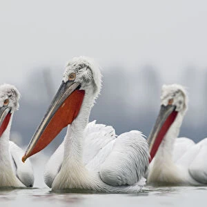 Three Dalmatian pelican (Pelecanus crispus) on Lake Kerkini, Macedonia, Greece, February