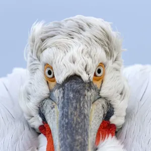 Dalmatian Pelican (Pelecanus crispus) close-up portrait. Lake Kerkini, Greece, March 2012 Dalmatian Pelican (Pelecanus crispus) close-up portrait. Lake Kerkini, Greece, March 2012