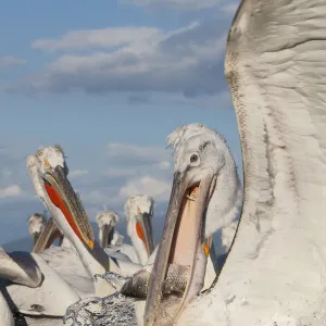 Dalmatian pelican (Pelecanus crispus) with fish in beak, Lake Kerkini, Macedonia