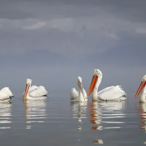 Le pélican dalmate (Pelecanus crispus) groupe de cinq reposant sur le lac, avec montagne. Le pélican dalmate (Pelecanus crispus) groupe de cinq reposant sur le lac, avec montagne.