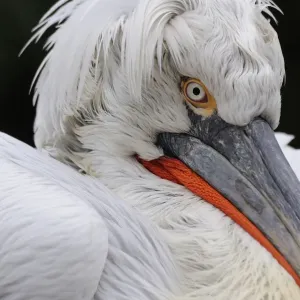 Dalmatian pelican (Pelecanus crispus) portrait, captive Dalmatian pelican (Pelecanus crispus) portrait, captive
