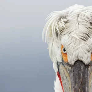 Dalmatian Pelican (Pelecanus crispus) portrait, close-up of eyes, Lake Kerkini, Greece