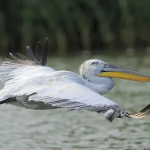 Dalmatian Pelican Print in Flight, Romania Dalmatian Pelican Print in Flight, Romania