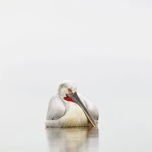 Dalmatian pelican (Pelecanus crispus) resting on water in mist, Lake Kerkini, Greece, March Dalmatian pelican (Pelecanus crispus) resting on water in mist, Lake Kerkini, Greece, March