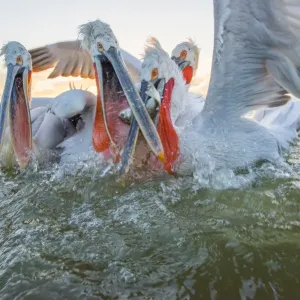 Dalmatian pelican (Pelicanus crispus) group squabbling over fish, Lake Kerkini, Greece Dalmatian pelican (Pelicanus crispus) group squabbling over fish, Lake Kerkini, Greece