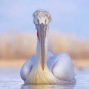 Dalmatian pelican (Pelicanus crispus) Lake Kerkini, Greece Dalmatian pelican (Pelicanus crispus) Lake Kerkini, Greece