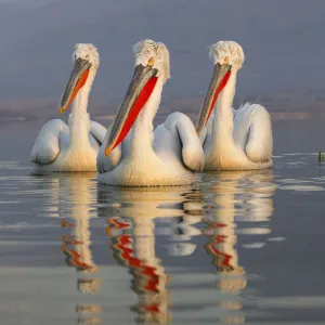 Three Dalmatian Pelicans (Pelecanus crispus) portrait on lake. Lake Kerkini, Greece